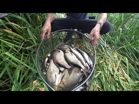 Видео: ЛОВЛЯ ФИДЕРОМ НА РЕКЕ. РЫБАЛКА С НОЧЕВКОЙ НА РЕКЕ БЕРЕЗИНА. ДУШЕВНЫЙ ОТДЫХ В ХОРОШЕЙ КОМПАНИИ ДРУЗЕЙ