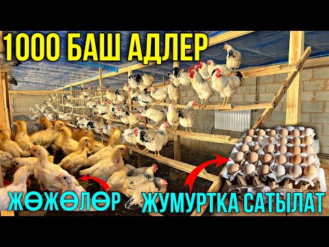 Видео: 11 АЙ ТЫНБАЙ ТУКУМ БЕРГЕН АДЛЕР ТООКТОРУ 🤯 #байтв