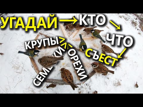 Видео: Вкусы синиц и воробьев. Орехи, Семечки, Пшено, Зерно