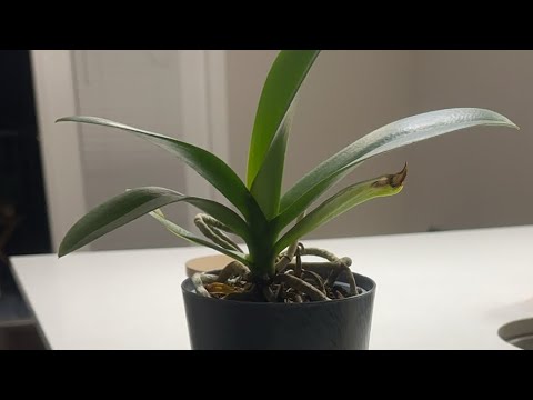 Видео: Daniella Дана Yussupbek is live! Приготовлю Хгу и Посажу Орхидею🌹