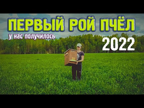 Видео: ПОЙМАЛИ РОЙ ПЧЁЛ 2022