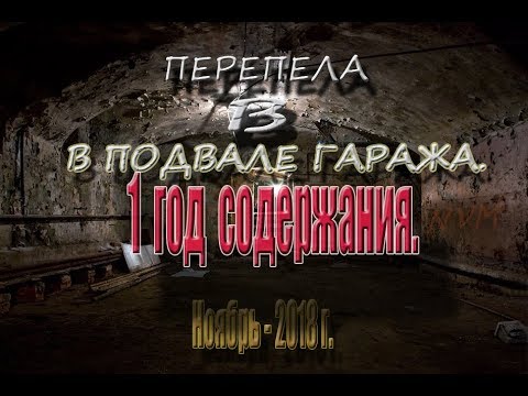 Видео: Отчёт за год содержания перепелов в подвале.