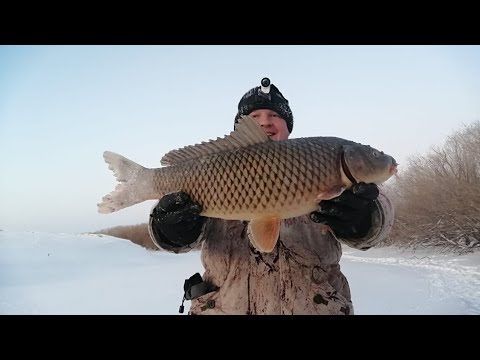 Видео: Сазан на зонтики.🐟  Опять мы вернулись домой с рыбой