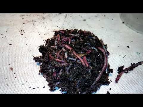 Видео: Влияние состава корма на рост червяка ( ЭКСПЕРИМЕНТ ) ...часть 3  . месяц спустя . .