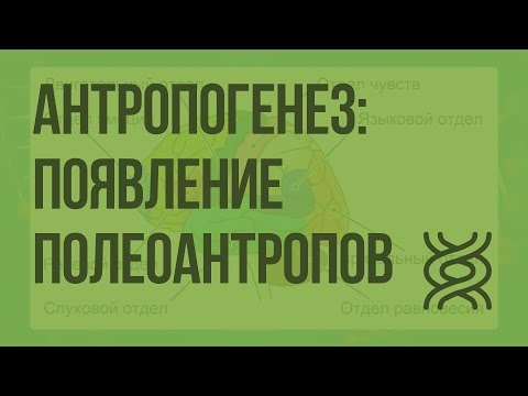 Видео: Антропогенез: появление полеоантропов. Видеоурок по биологии 11 класс