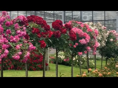 Видео: Мой визит в штаб-квартиру Tantau в Германии | Экскурсия по розарию | Rosen Tantau