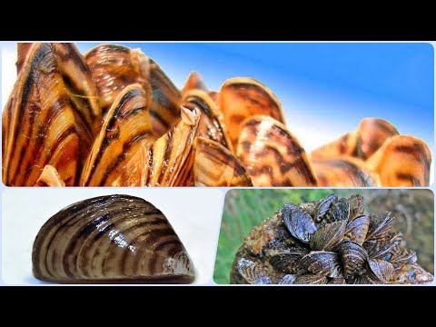 Видео: Дрейссена Двустворчатый моллюск в аквариуме. Зачем?
