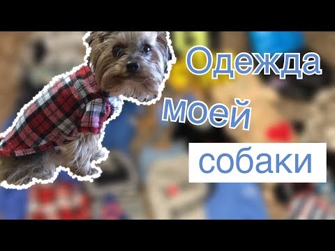 Видео: Одежда моей собаки. Йоркширский терьер
