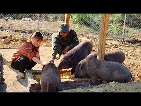 Видео: Тэм и Лан строят ферму | Завершите ферму и приготовьтесь встретить детеныша кабана.