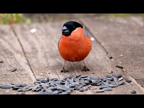 Видео: Обыкновенные снегири едят семечки. Pyrrhula pyrrhula. Птицы Беларуси.