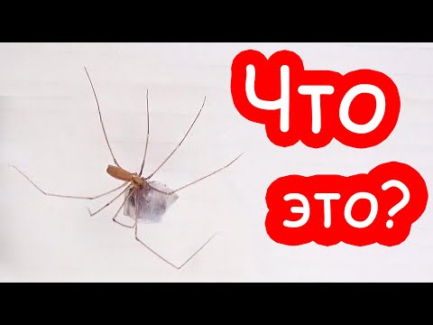 Видео: VLOG Что было под кроватью