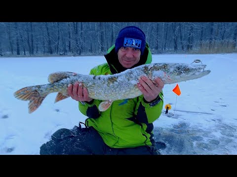 Видео: 2 ТРОФЕЯ НА ЖЕРЛИЦЫ, РЫБАЛКА МЕЧТЫ