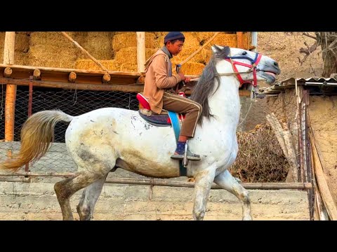Видео: ТАЗА КАРА БАЙЫР УЛАГЫ ҮЙҮРҮ ТААМАЙ АТ 🤯 #байтв 