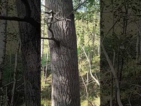 Видео: Осень за селом.