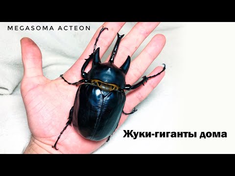 Видео: БЛОГ #8 - Домашние жуки Coleoptera (Megasoma acteon)