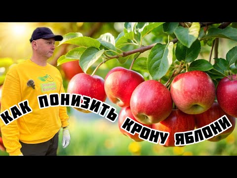 Видео: Обрезка высокой яблони.Омоложение и понижение взрослого дерева.