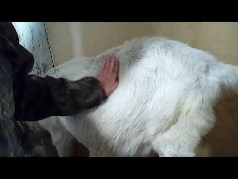 Видео: Как определить шевеление козлят.