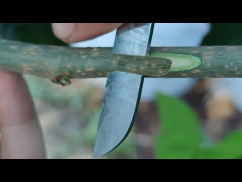 Видео: летняя прививка в крону дерева