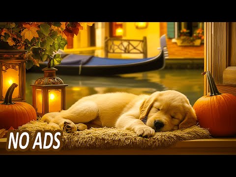 Видео: 3 часа успокаивающей музыки для собак 🎶🐾 Расслабление и снятие стресса для вашего питомца 🐶 Проти