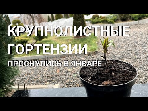 Видео: КРУПНОЛИСТНАЯ ГОРТЕНЗИЯ: УХОД ЗИМОЙ | Проснулись крупнолистные гортензии | Гортензия в кашпо зимой