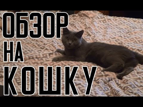 Видео: Обзор на кошку