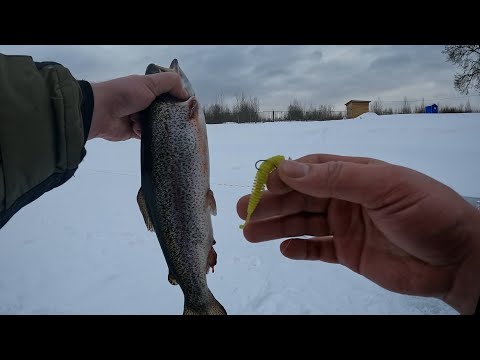 Видео: Ловля форели зимой на резину.