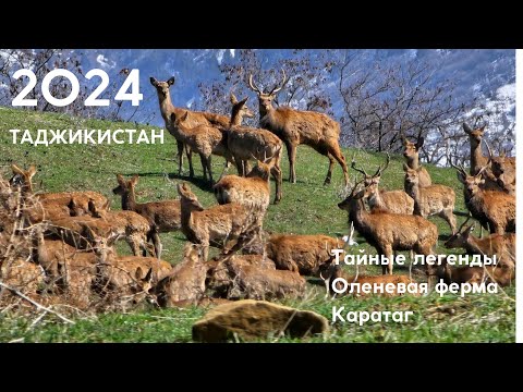 Видео: Таджикистан. Тайные легенды Каратага. Оленевая ферма. Фермаи оҳупарварӣ дар деҳаи Шӯрхоки Каратоғ.