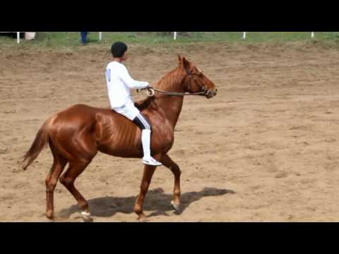 Видео: Тойдуман Актобе
