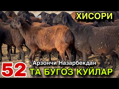 Видео: 52 БОШ БУГОЗ КУЙЛАР СОТУВДА! АРЗОНЧИ НАЗАРБЕК АКАДАН СОТИЛАДИ! 