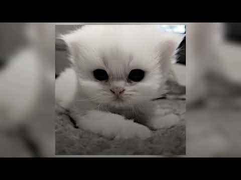 Видео: пошлая молли - буду твоим пёсиком (speed up)