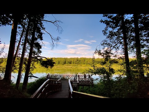 Видео: Гилевская роща. Тюмень. Cinematic Nature Video 4K / iphone 11 /  Forest