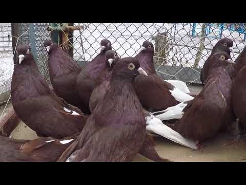 Видео: Любителям декоративных голубей.ВИШНЕВЫЕ БАРХАТНЫЕ. 1 ЧАСТЬ.