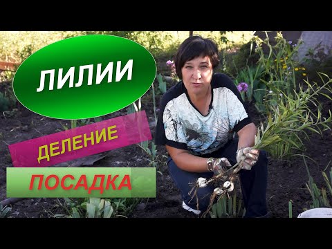 Видео: ЛИЛИИ | ТОНКОСТИ ДЕЛЕНИЯ И ПОСАДКИ | Секреты пышного цветения лилий