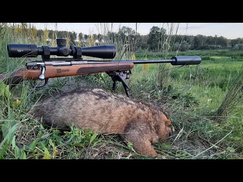 Видео: Варминт по-Сибирски!!! Охота на сурка 2022 !!!