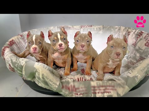 Видео: Яна разговаривает со щенками! Американские Булли в ожидании хозяев!