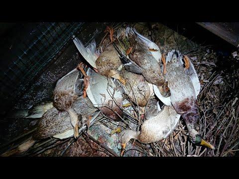 Видео: Откуда столько утки, только успеваю перезаряжать! Плюс огромный бобр бонусом!!!