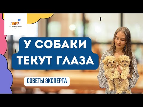 Видео: Почему текут глаза у мальтипу? Той-пуделя?Причины. Решение. Кормление.