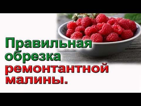 Видео: Способы обрезки ремонтантной малины