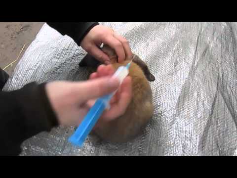 Видео: Вакцинація кролів від ВГХК