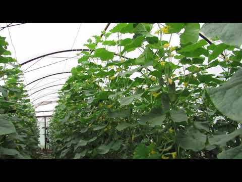 Видео: Огурец " Ягуар" в теплице летом....на соломе
