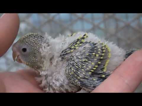 Видео: Появились первые птенцы у волнистых попугаев.