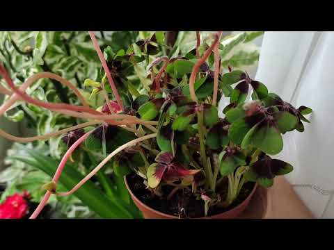 Видео: Цветочные новинки. Оксалис Деппе - увидела впервые).