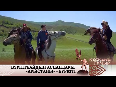 Видео: Бүркітбайдың аспандағы  «арыстаны» — бүркіті. «Құсқанат ғұмыр»