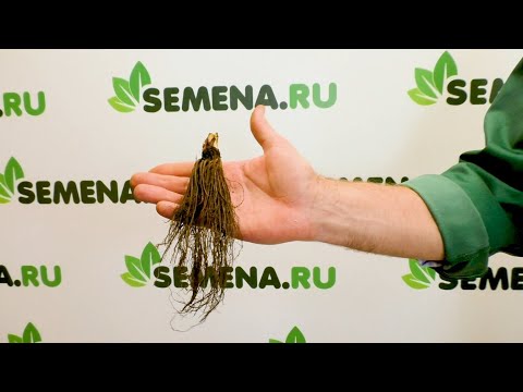 Видео: Крупноплодная земляника от интернет-магазина SEMENA.RU. Все,что вы хотели знать о землянике фриго