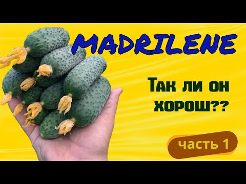 Видео: Огурец МАДРИЛЕН ( часть1 )