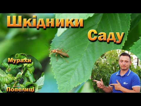 Видео: Шкідники саду: плодожерки, попелиці, кліщі. Препарати природного походження