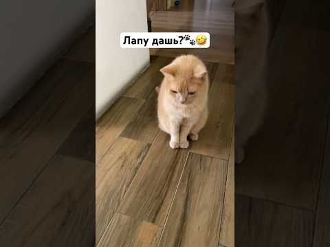 Видео: Лапу дашь?🐾🤣#смешныеживотные #собака #кот #frenchbulldog #французскийбульдог #cat #puppy