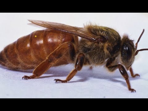 Видео: Сравнение пород пчел. BuckFast VS Carnica