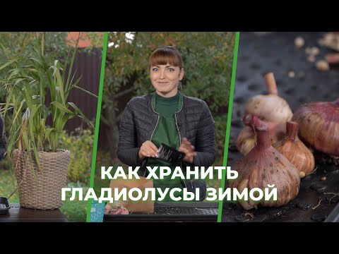 Видео: «Зеленее будет». Как хранить гладиолусы зимой