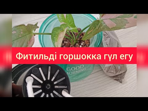 Видео: Гүлді фитильді горшокка егу өспей тұрған гүлдеріме пересадка жасау